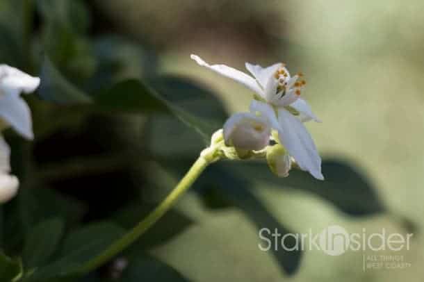 Canon EOS 70D Photo Canon EOS 70D Photo