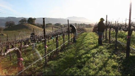 Pruning Season Wine Video Pruning Season Wine Video