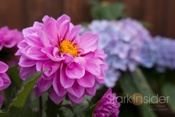 DIY Project - Build a Garden Planter Garden-Box-Plans-Loni-California-2131