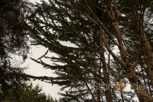 Pines at Pebble Beach Pines at Pebble Beach