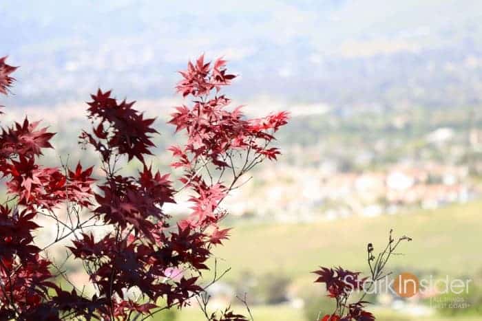 Canon-EOS-80D-Test-Photos-8649