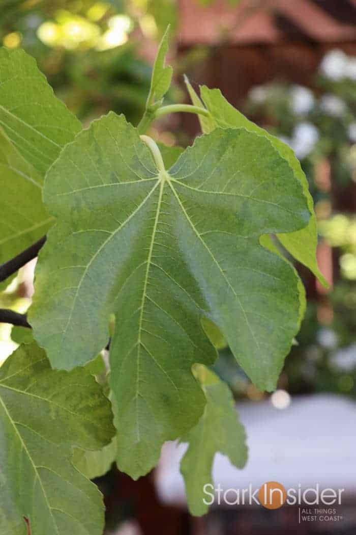 Canon EOS 80D Test Photo Gallery - Clinton Stark