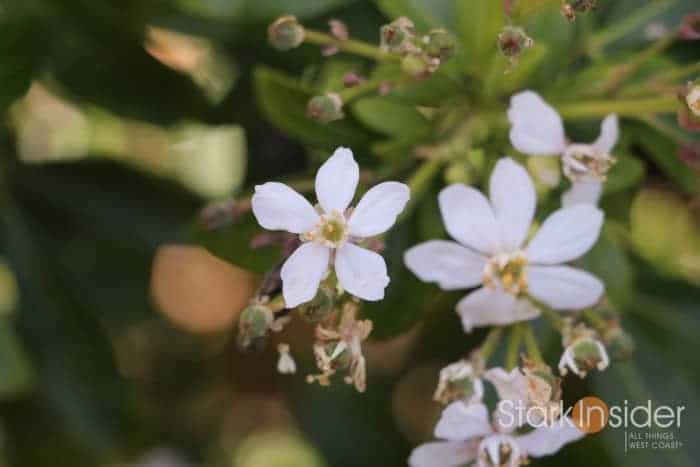 Canon EOS 80D Test Photo Gallery - Clinton Stark