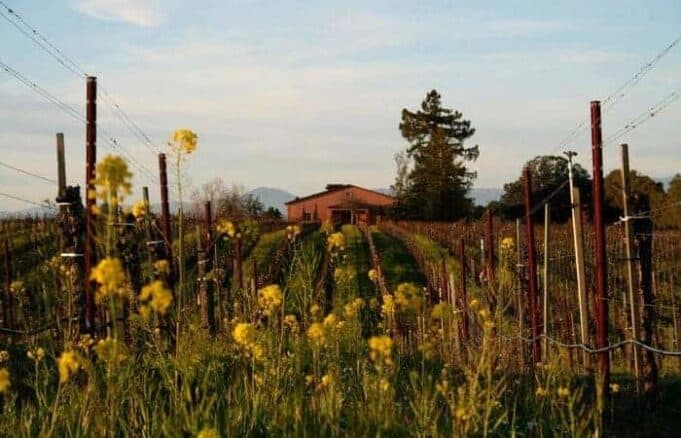 Pelligrini Olivet Lane wine shopping gift ideas