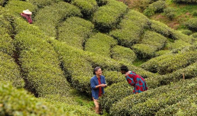 Aya walks through a tea field in China at dusk — a still from "Black Tea" (2024) by Abderrahmane Sissako