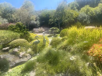 Bronze crane sculptures beside a koi pond in the Japanese meditation garden at Osmosis Day Spa Sanctuary in Freestone, Sonoma County, framed by manicured shrubs, ornamental grasses, and a wooden bench in dappled sunlight.