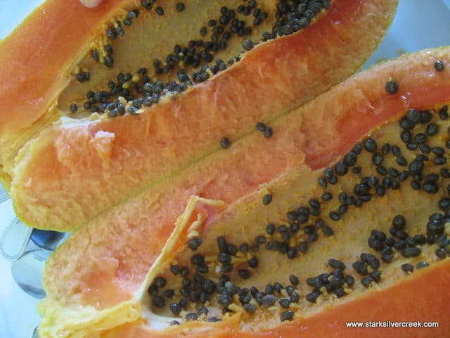 Loreto-BCS-Farmers-Market-24